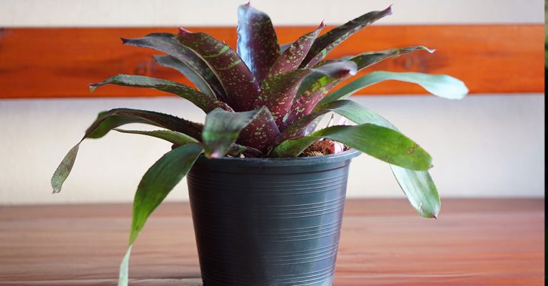 How To Repot A Bromeliad - Featured image