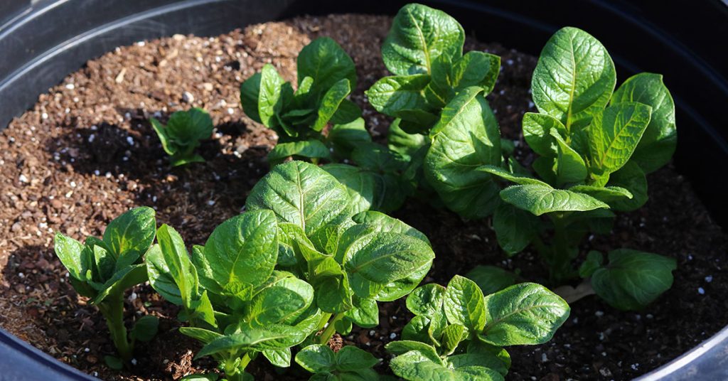 When To Plant Potatoes In North Carolina - Featured image