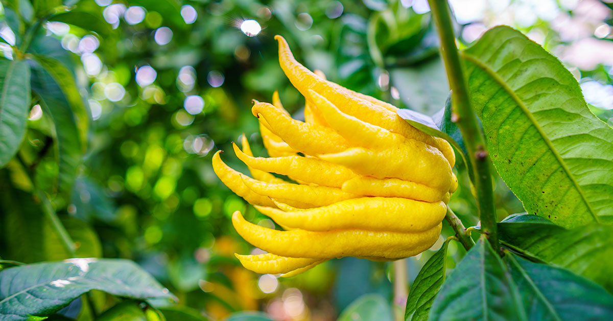 buddha's hand tree