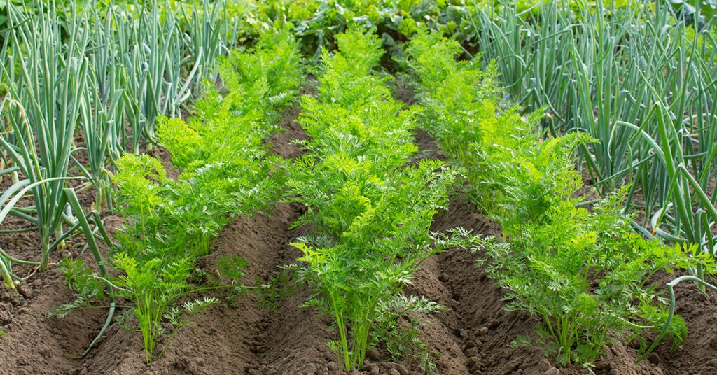 carrots planted with onions