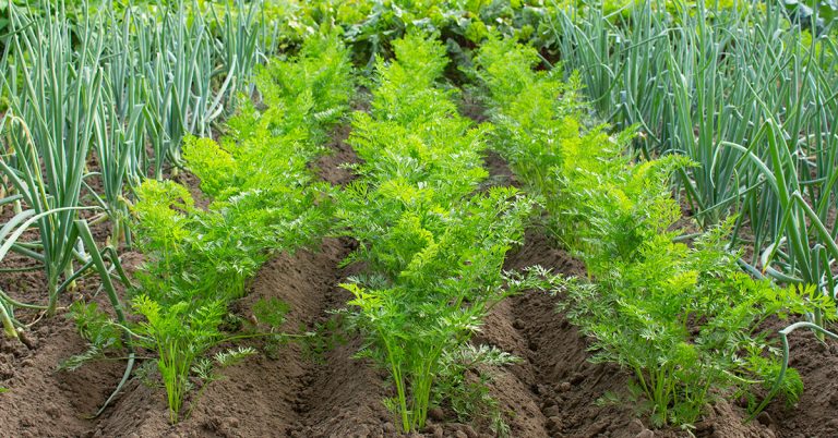10 Best Companion Plants For Carrots - Featured image