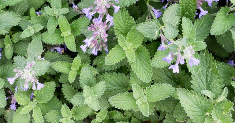 Catnip Growing & Care Guide - Featured image