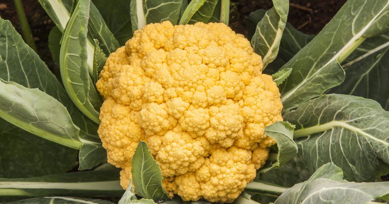 Why Are My Cauliflower Leaves Turning Yellow? - Featured image