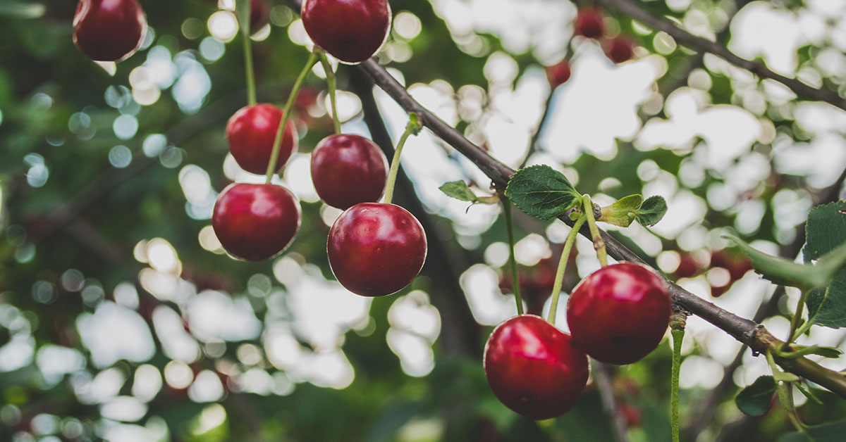 cherry tree