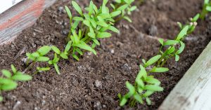 How To Grow Cilantro From Seed - The Garden Magazine