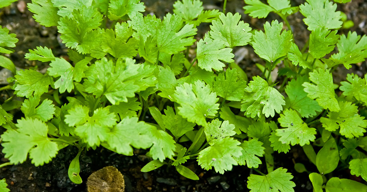 cilantro plants