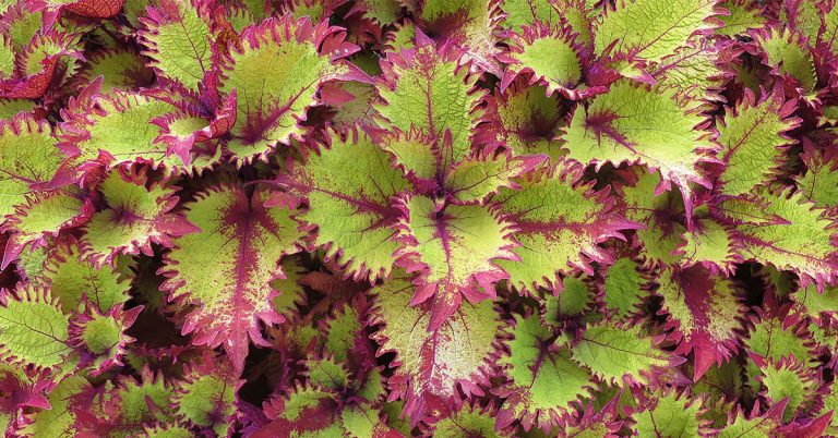 How To Collect Coleus Seeds - Featured image