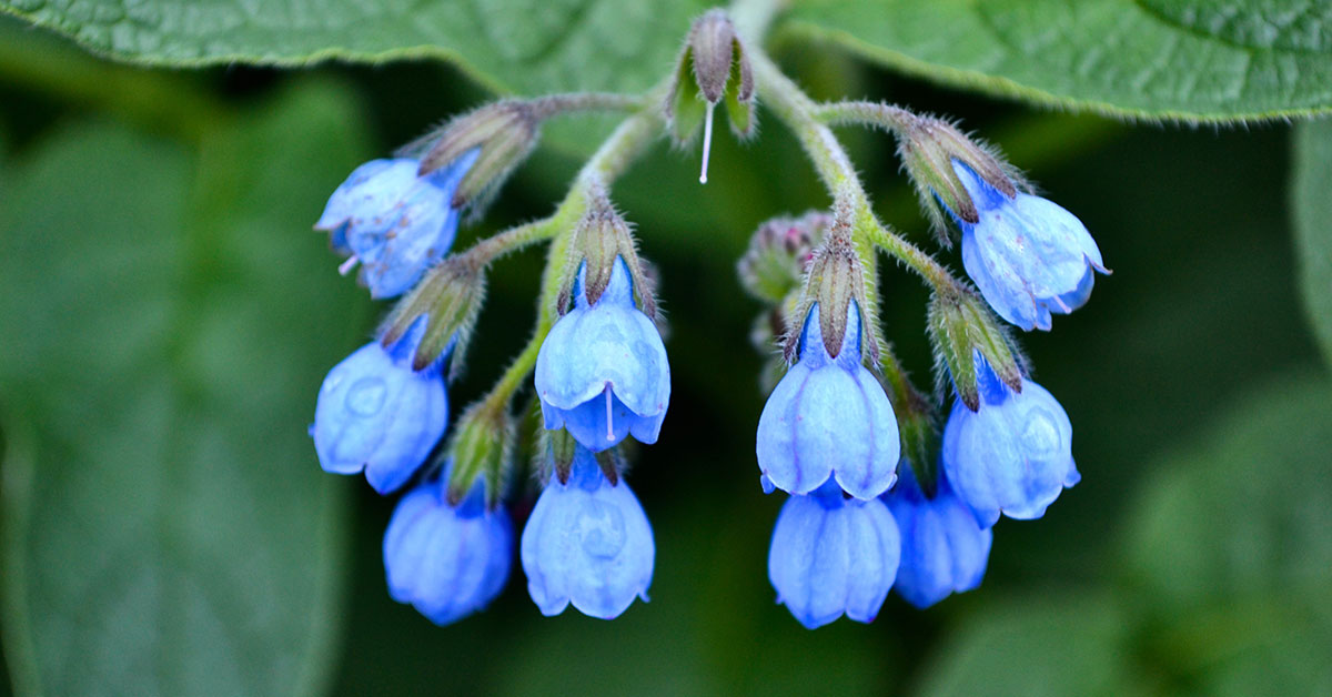 comfrey flowers