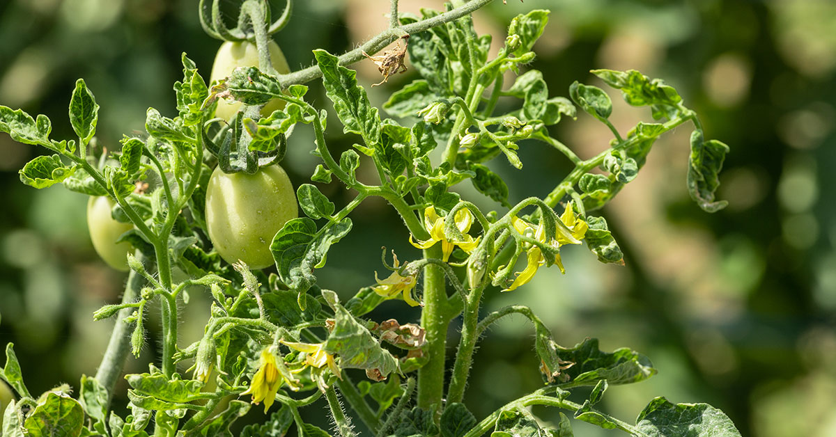 curling tomato leaves