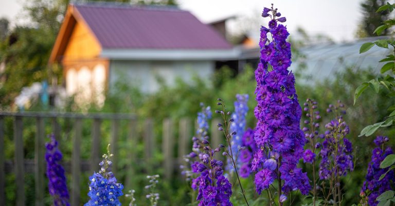 These Plants Will Raise Your Home Value By $5,000+ - Featured image