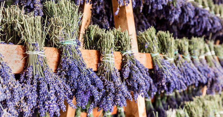 How To Store Dried Lavender - Featured image