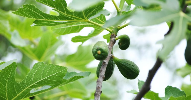 10 Gardening Tips For Growing Big Juicy Figs - Featured image