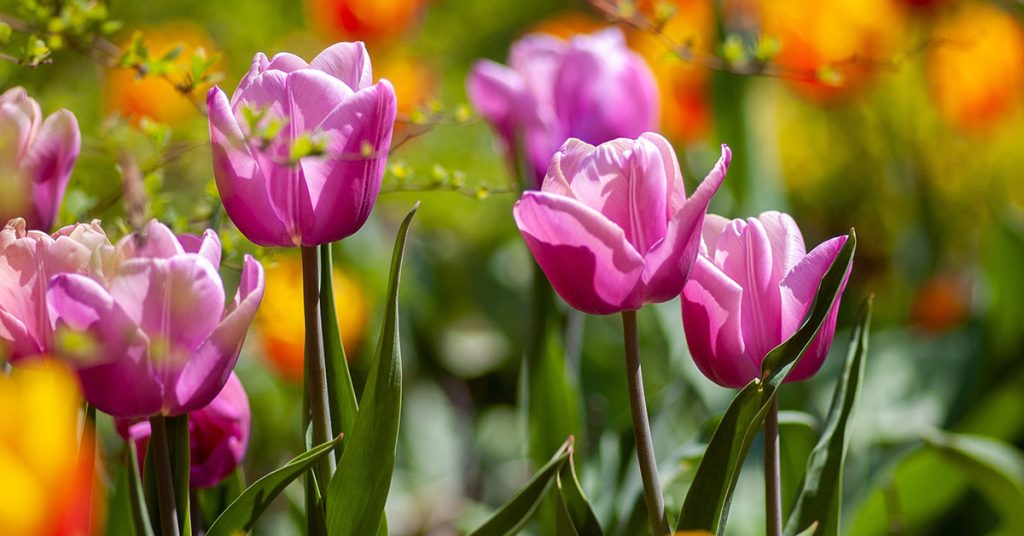 12 Flowers that Bloom in March The Garden Magazine