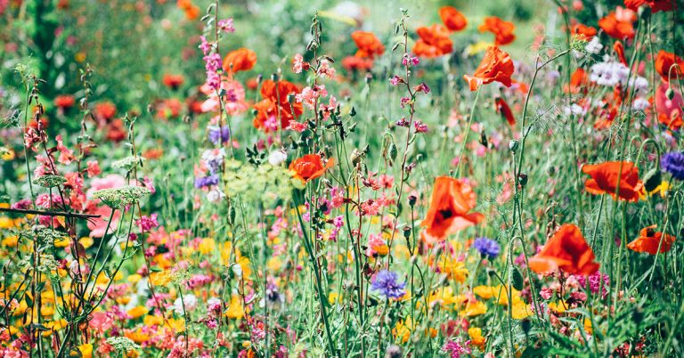 10 Flowers That Bloom in May - Featured image