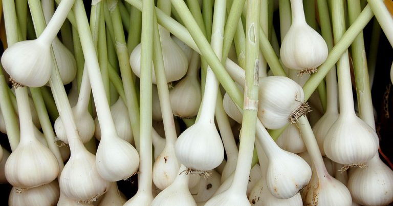 When To Plant Garlic In Vermont - Featured image