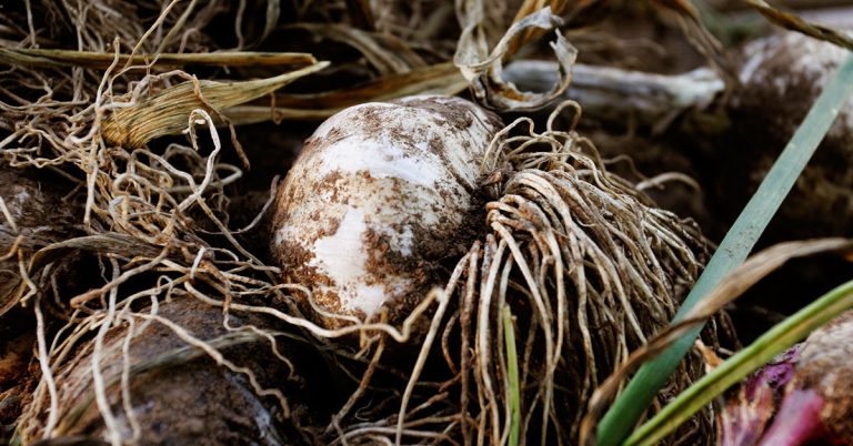 When To Plant Garlic In Connecticut - Featured image