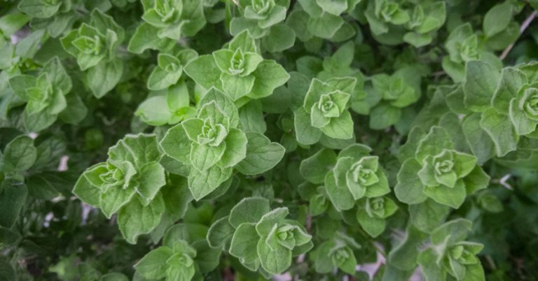 How To Grow Greek Oregano - Featured image