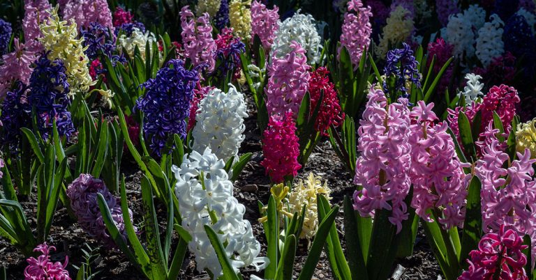 Benefits of Planting Spring-Blooming Bulbs in October - Featured image