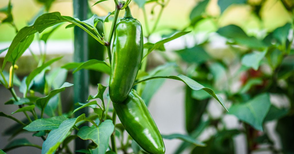 12 Gardening Mistakes To Avoid If You’re Growing Jalapeño Peppers This Year - Featured image