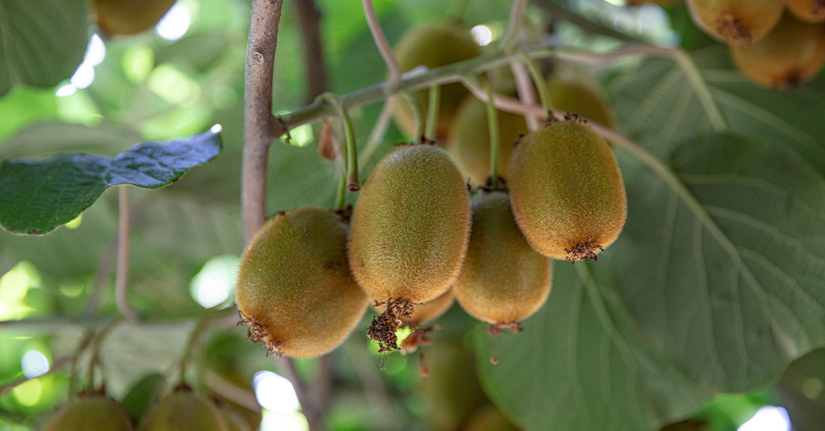 18 Fruit Trees That Grow In Zone 9 The Garden Magazine