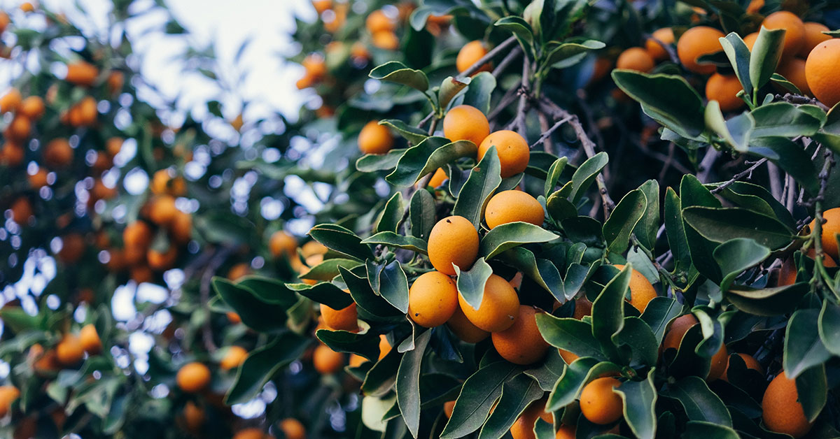 18 Fruit Trees That Grow In Zone 9 The Garden Magazine