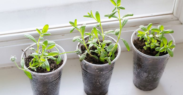 When To Plant Lavender In The UK - Featured image