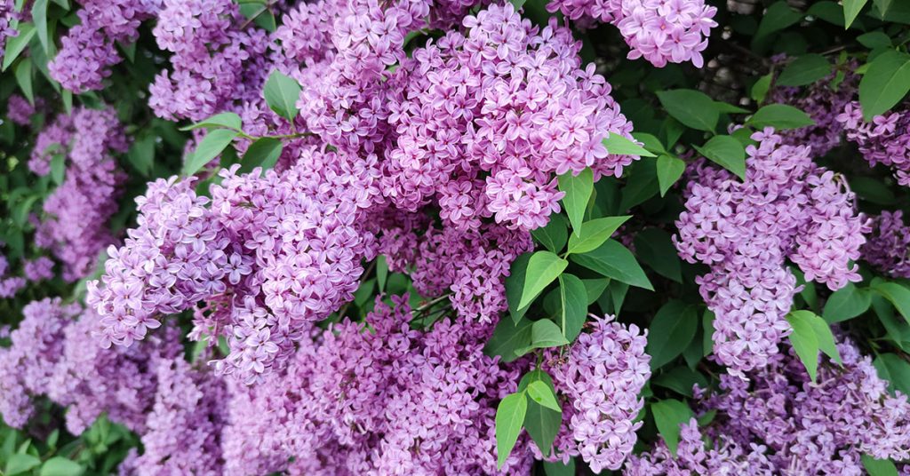 lilacs