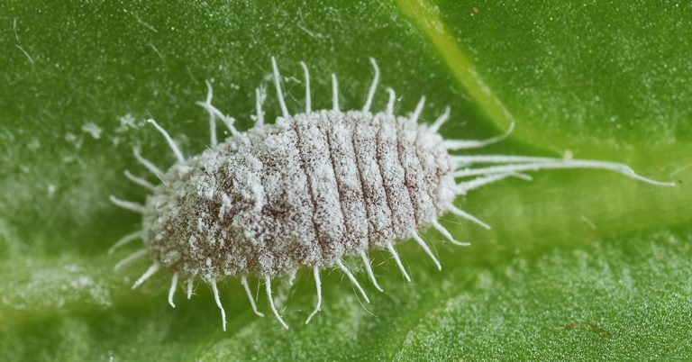 Fixing Mealybugs On Jade Plants - Featured image