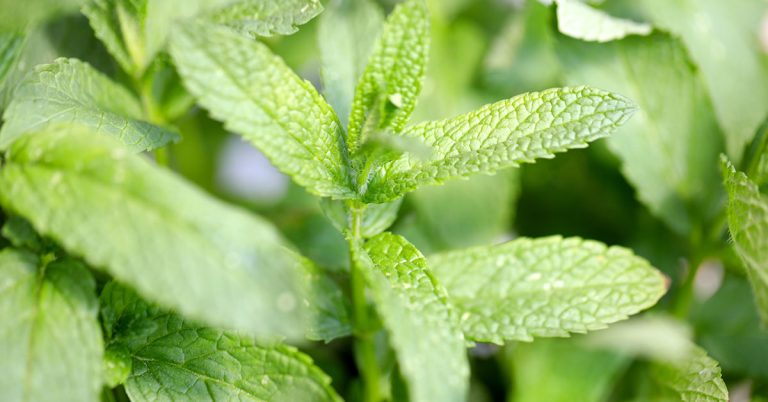 9 Important Things You Need To Do For Your Mint Before September - Featured image