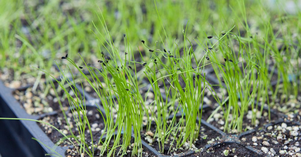 onion seedlings