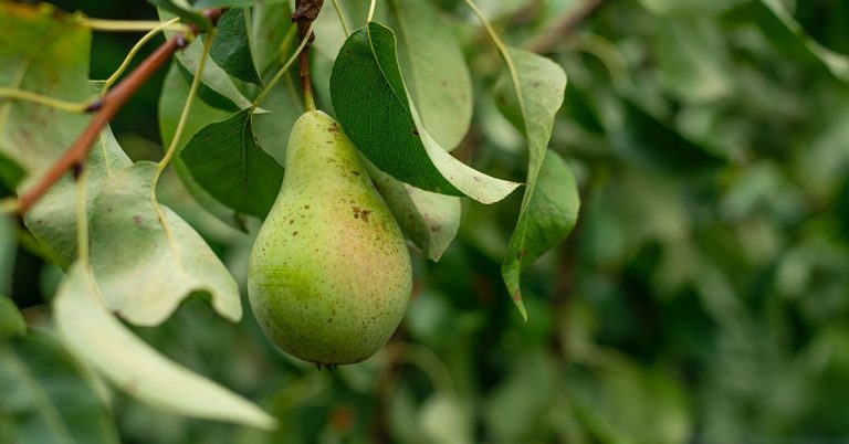 9 Fruit Trees That Grow In Zone 5 - Featured image