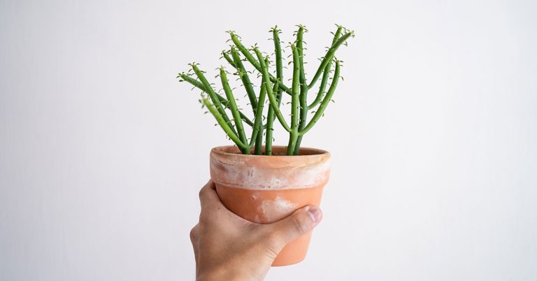 How To Propagate Pencil Cactus - Featured image