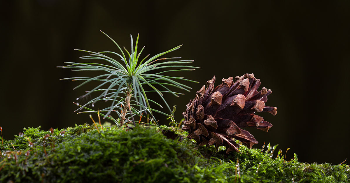 pine tree sapling with a pine cone