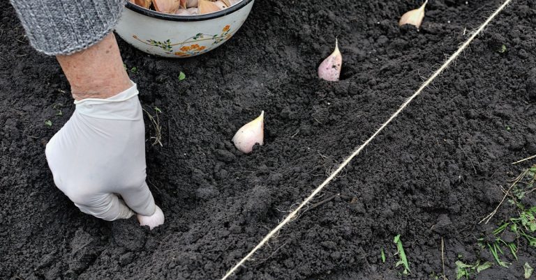 When To Plant Garlic In New Zealand - Featured image