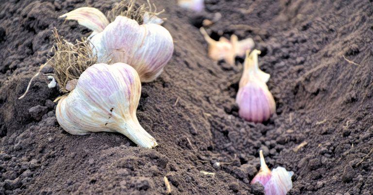When To Plant Garlic In Maine - Featured image