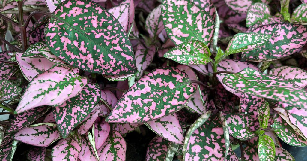 How To Prune A Polka Dot Plant - Featured image