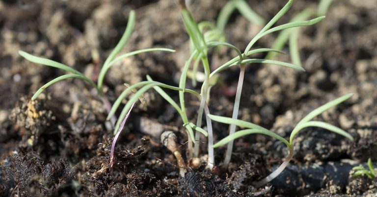How To Grow Poppies From Seed - Featured image
