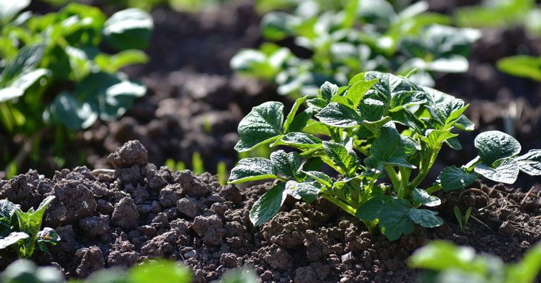 Best Fertilizer For Potatoes | When & How To Feed Your Potatoes - Featured image
