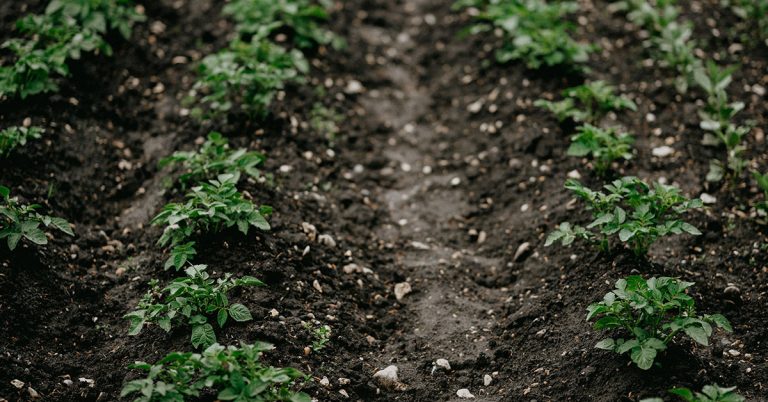 When To Plant Potatoes In Zone 13 - Featured image