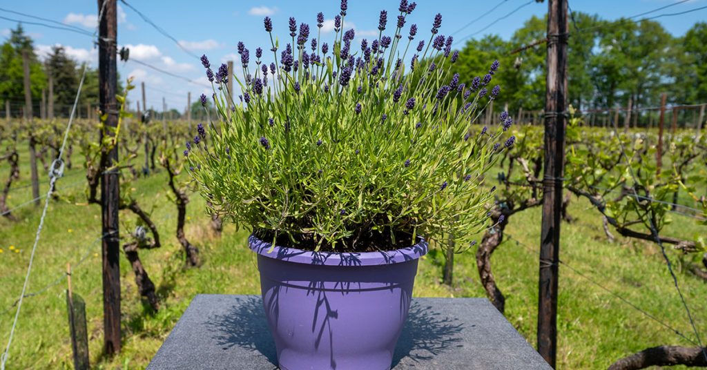 lavender in a pot