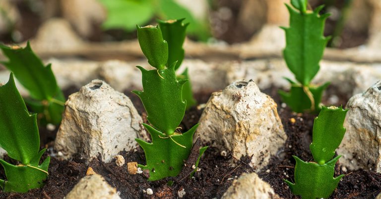 How To Propagate A Thanksgiving Cactus - Featured image