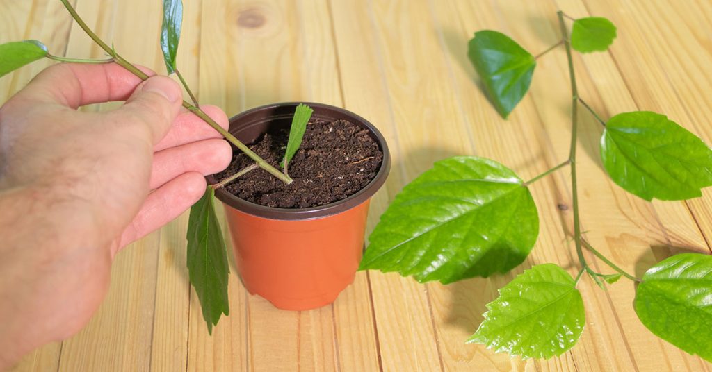 How To Propagate Hibiscus - Featured image