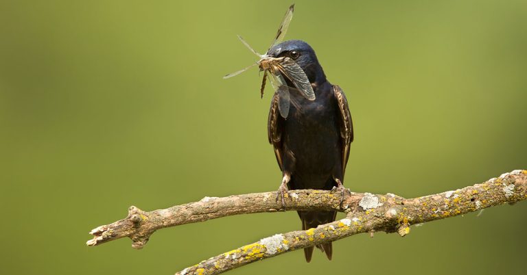 How To Attract Purple Martins - Featured image