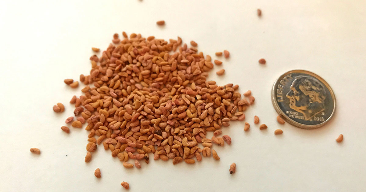 raspberry seeds next to a quarter dollar coin