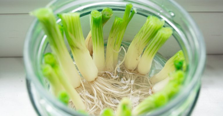 10 Vegetables You Can Regrow From Scraps Over And Over Again - Featured image