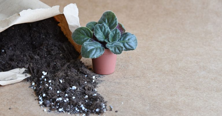 How To Repot An African Violet - Featured image