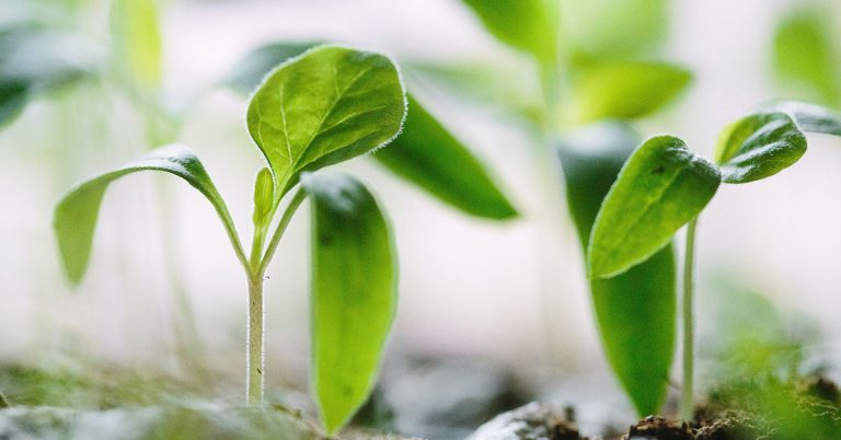 Why are My Seedlings Turning Yellow? - Featured image