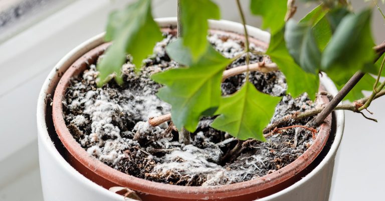 How To Get Rid Of Mold In Plant Soil - Featured image