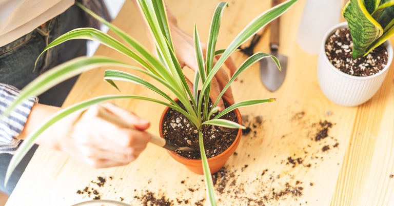How To Repot A Spider Plant - Featured image