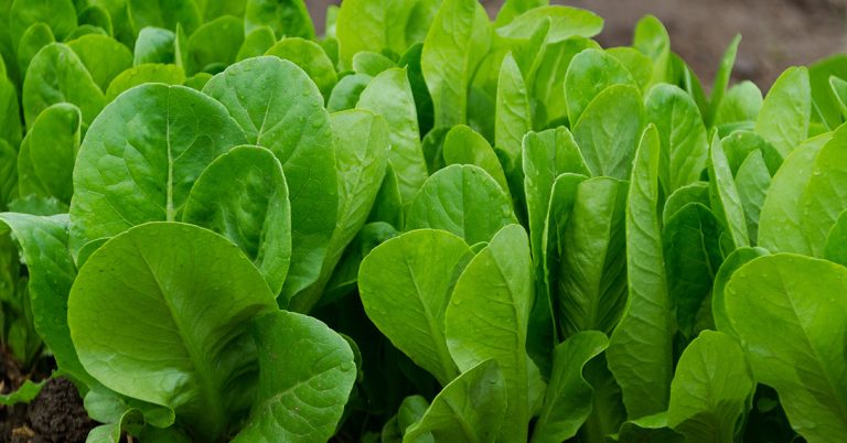 Best Fertilizer For Spinach | When To Feed Spinach - Featured image